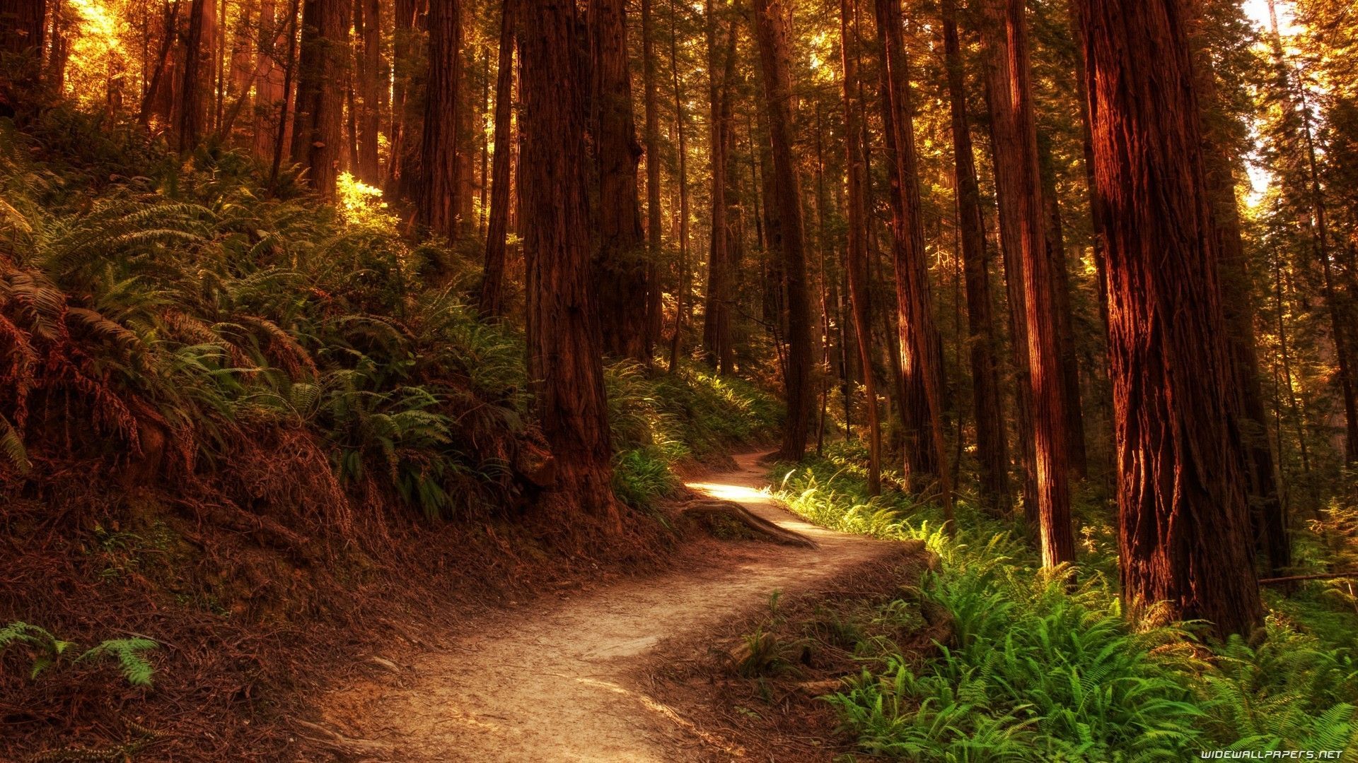 Forest Trail Wallpaper
