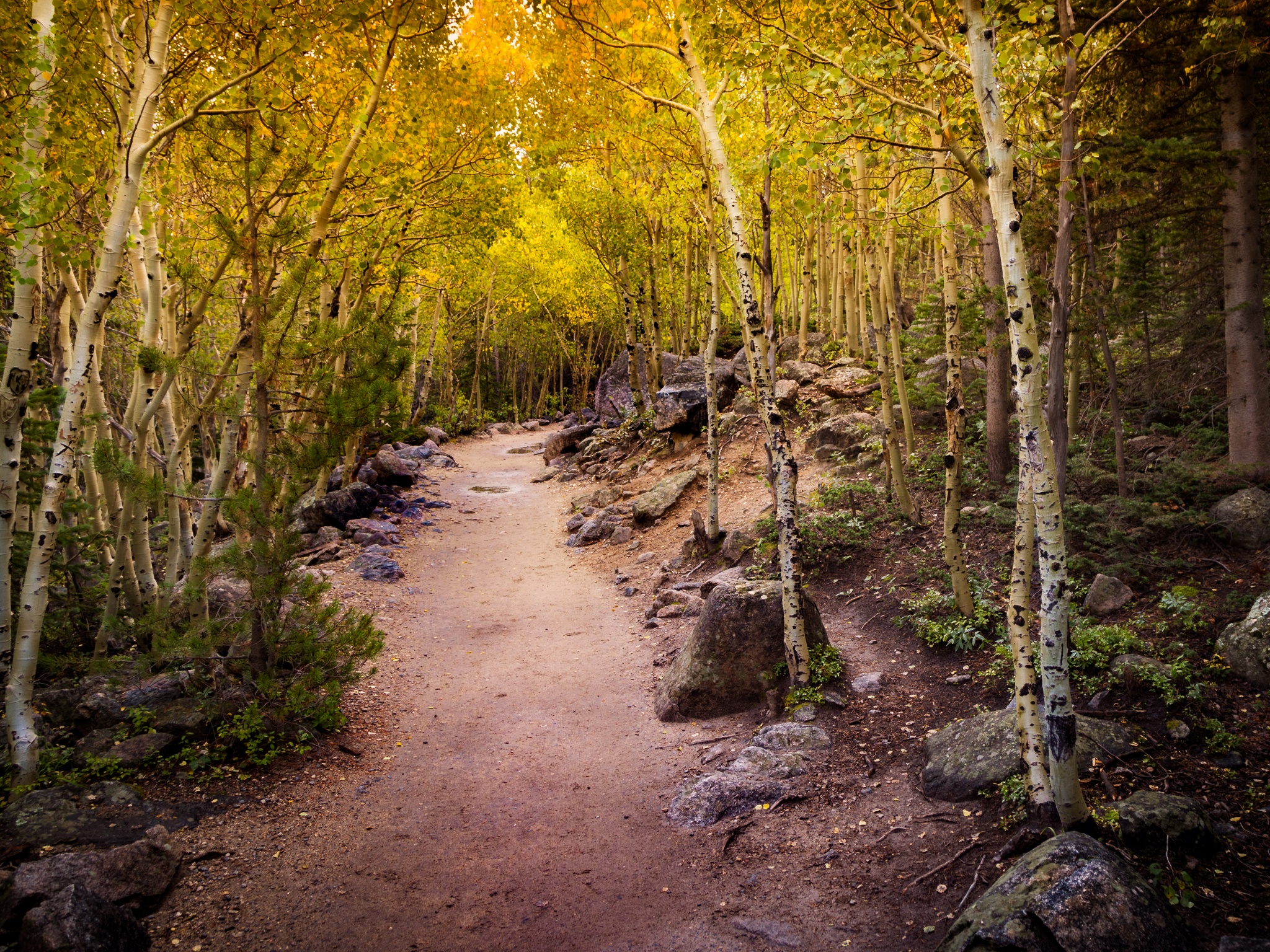 Aspen trees Wallpaper 4K, Pathway, Forest, Rocks, Trails, Beautiful, 5K, Nature