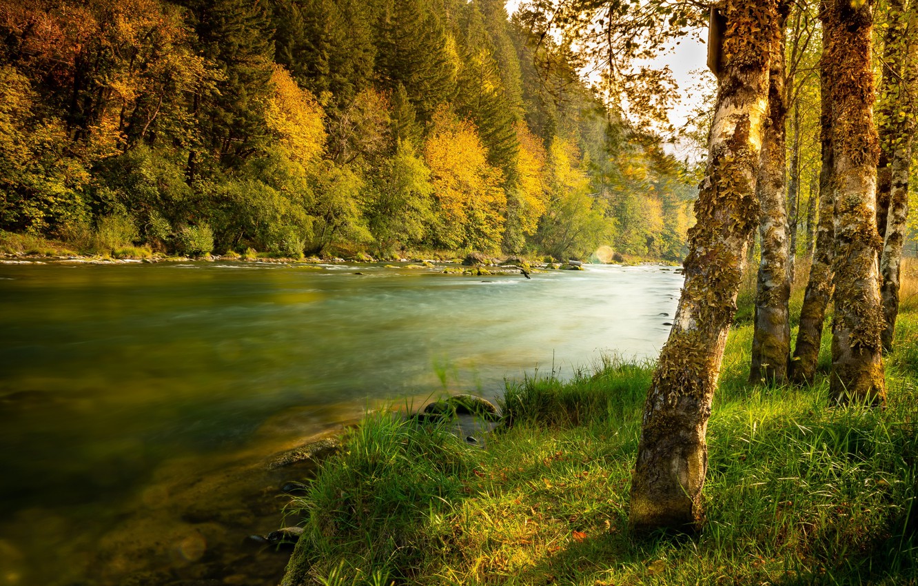 Wallpaper autumn, forest, grass, trees, landscape, nature, river, Bank image for desktop, section пейзажи