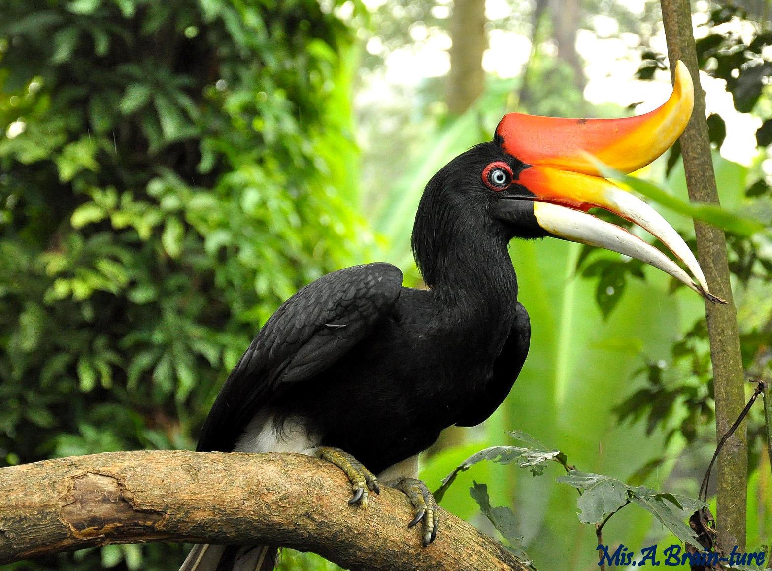 Hornbill wallpaper, Animal, HQ Hornbill pictureK Wallpaper 2019
