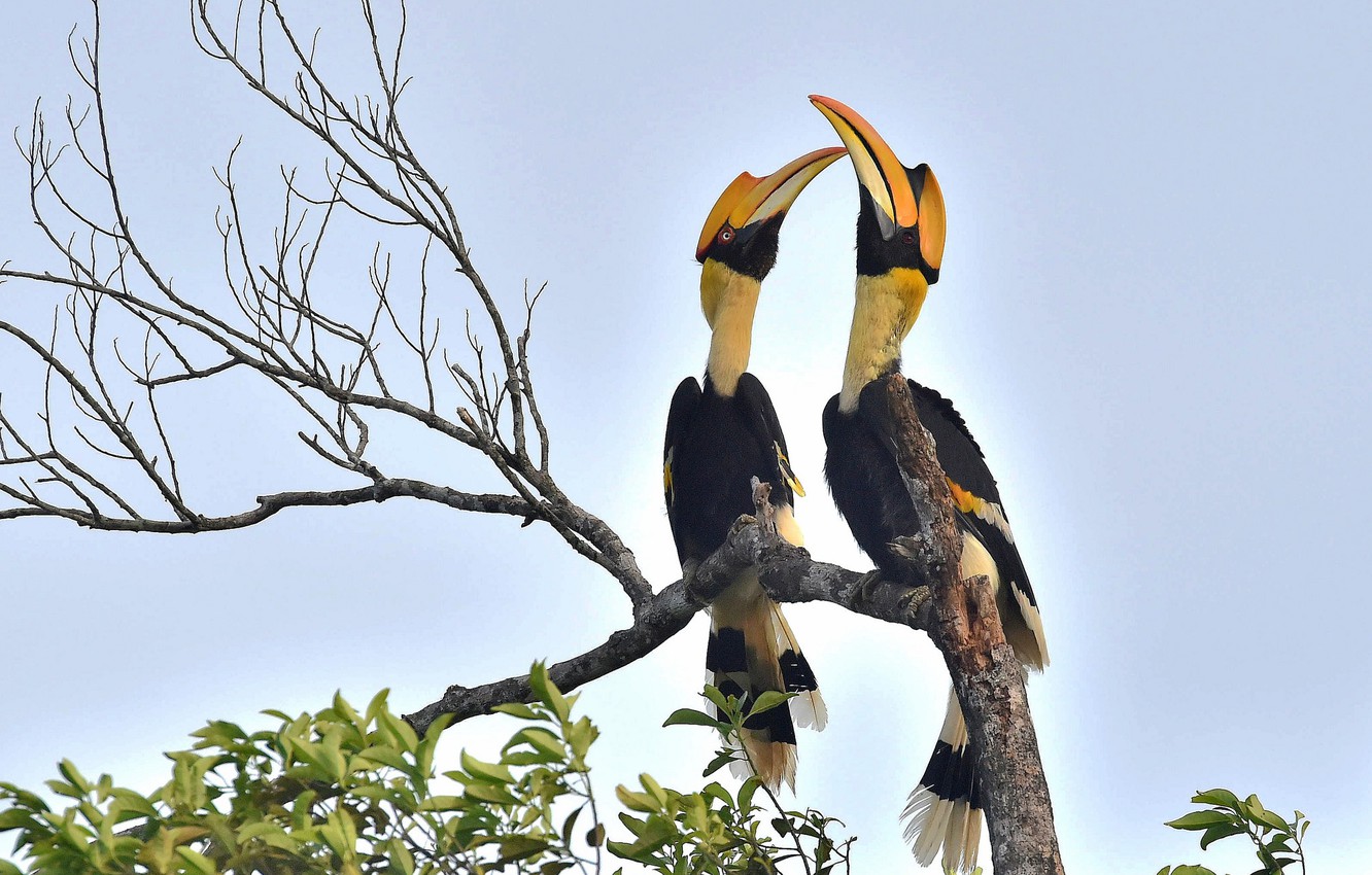 Wallpaper tree, birds, branches, wildlife, great hornbill image for desktop, section животные
