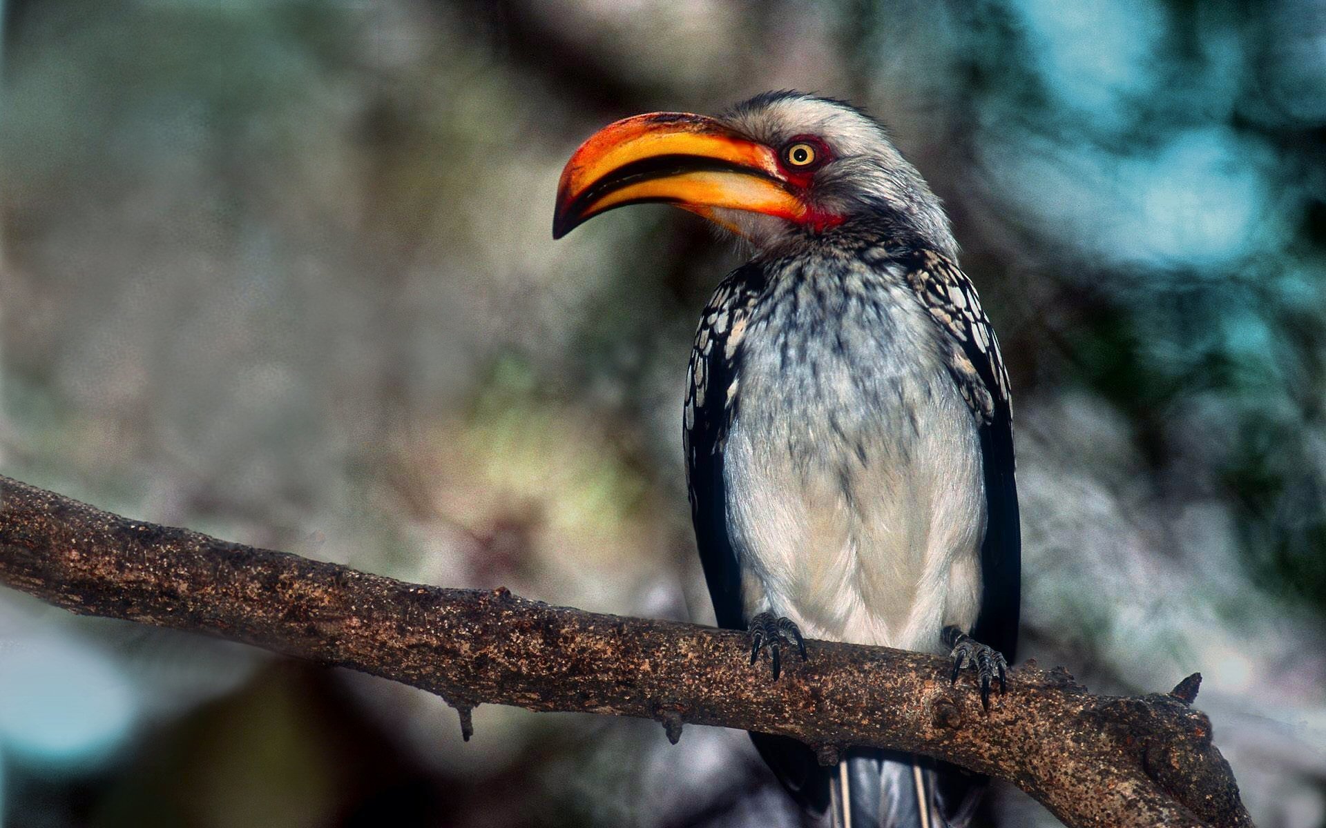 Great Hornbill Bird Wallpapers Wallpaper Cave