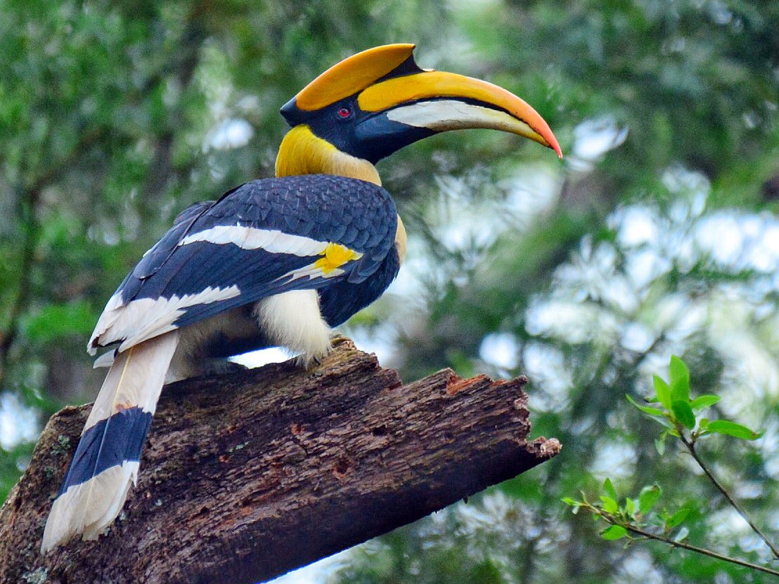 Great Hornbill Bird Wallpapers - Wallpaper Cave