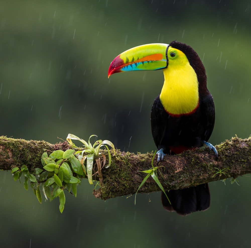 Bird Rain Picture. Download Free Image