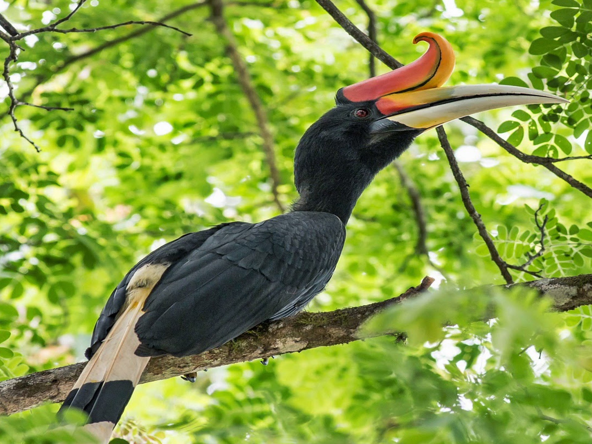 Rhinoceros Hornbill Wallpaper HD, Wallpaper13.com