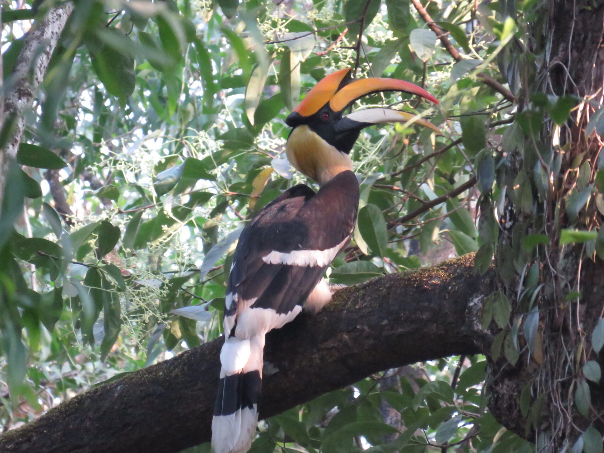 Great Hornbill Land Trust
