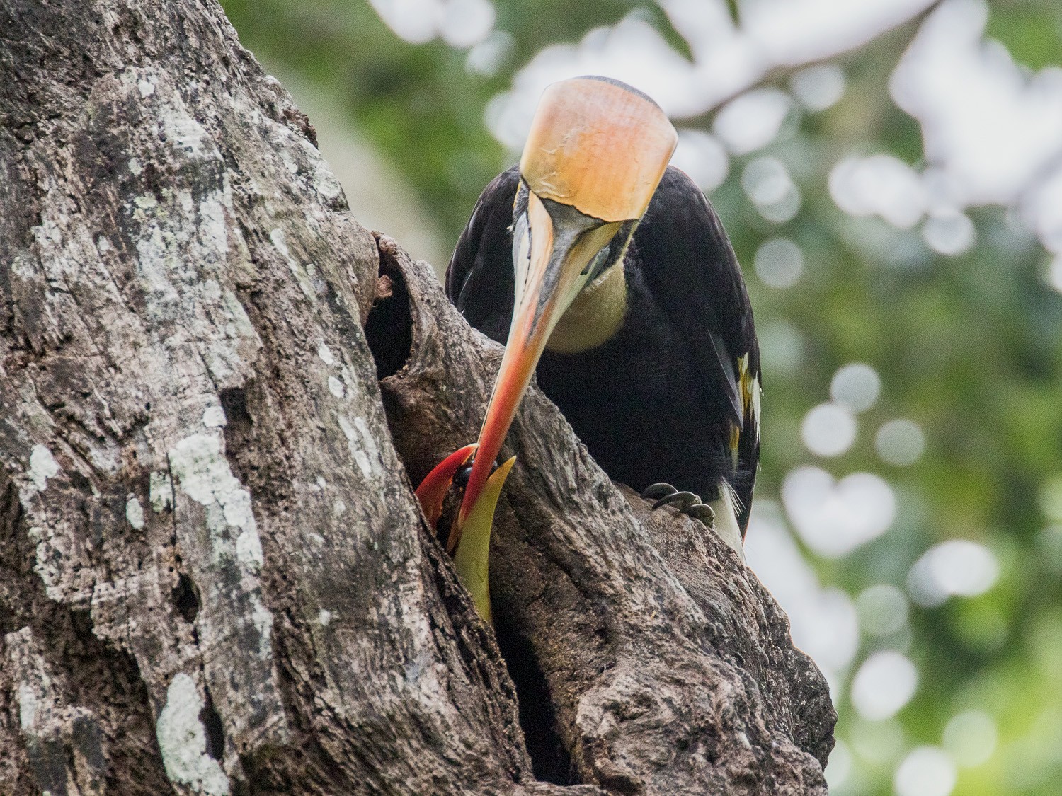 Great Hornbill