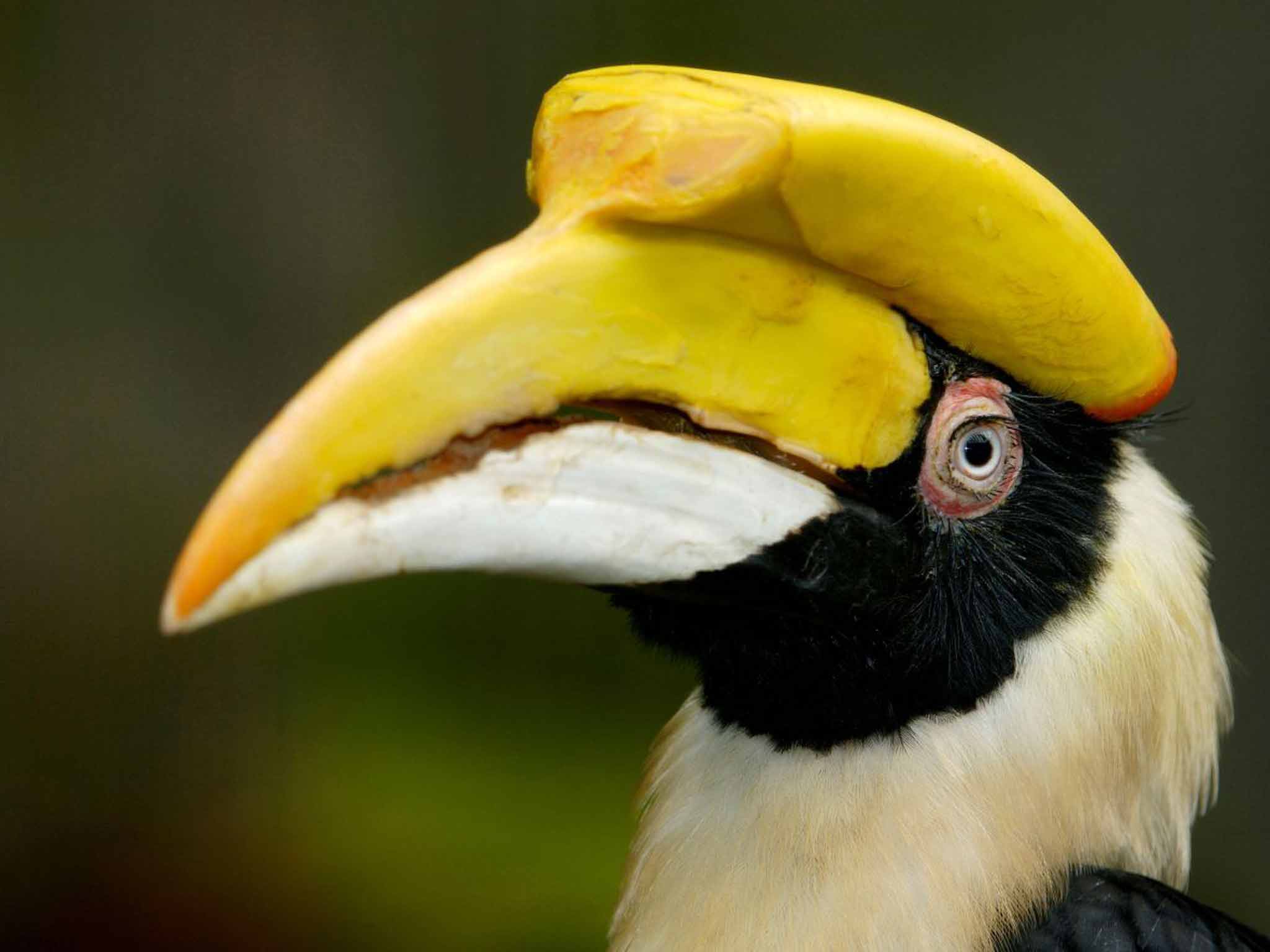 Hornbill wallpaper, Animal, HQ Hornbill pictureK Wallpaper 2019