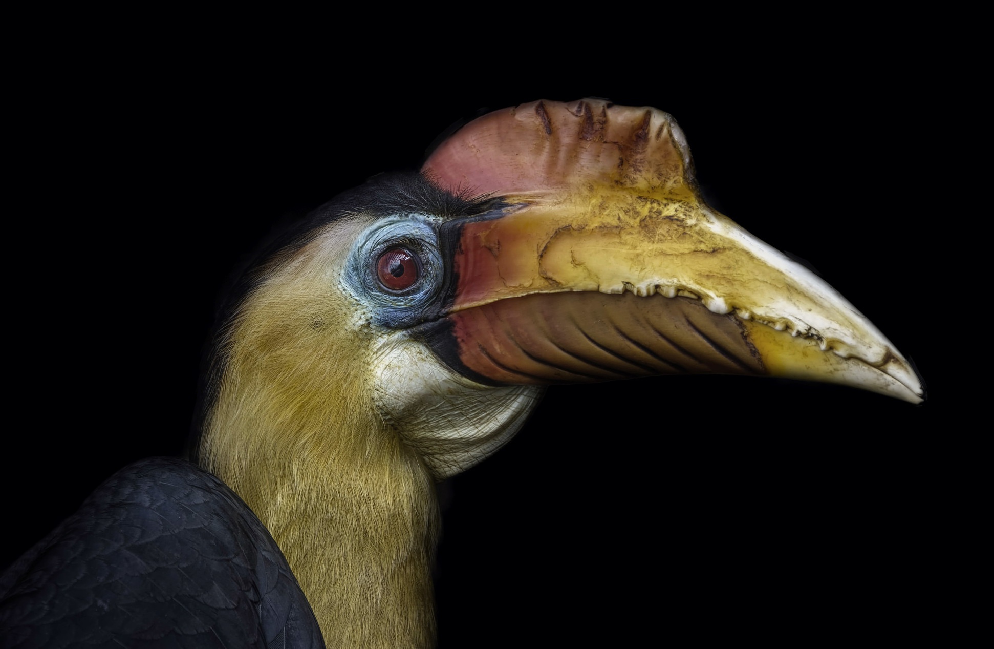 Hornbill HD Wallpaper
