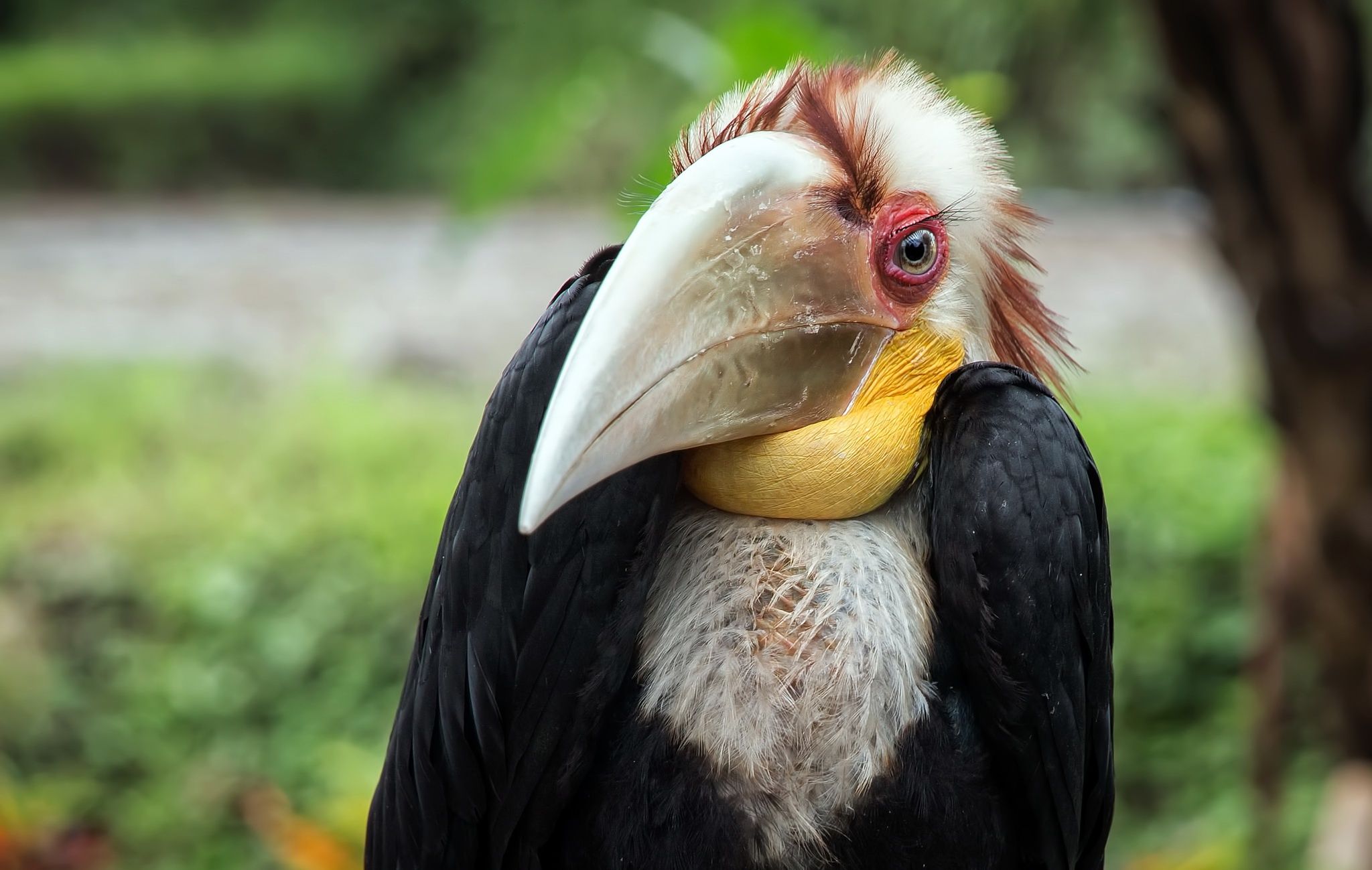 Hornbills Bird Wallpaper. HD WallpaperK Wallpaper. Android iPhone Desktop Wallpaper. Bird wallpaper, Birds wallpaper hd, Wallpaper background