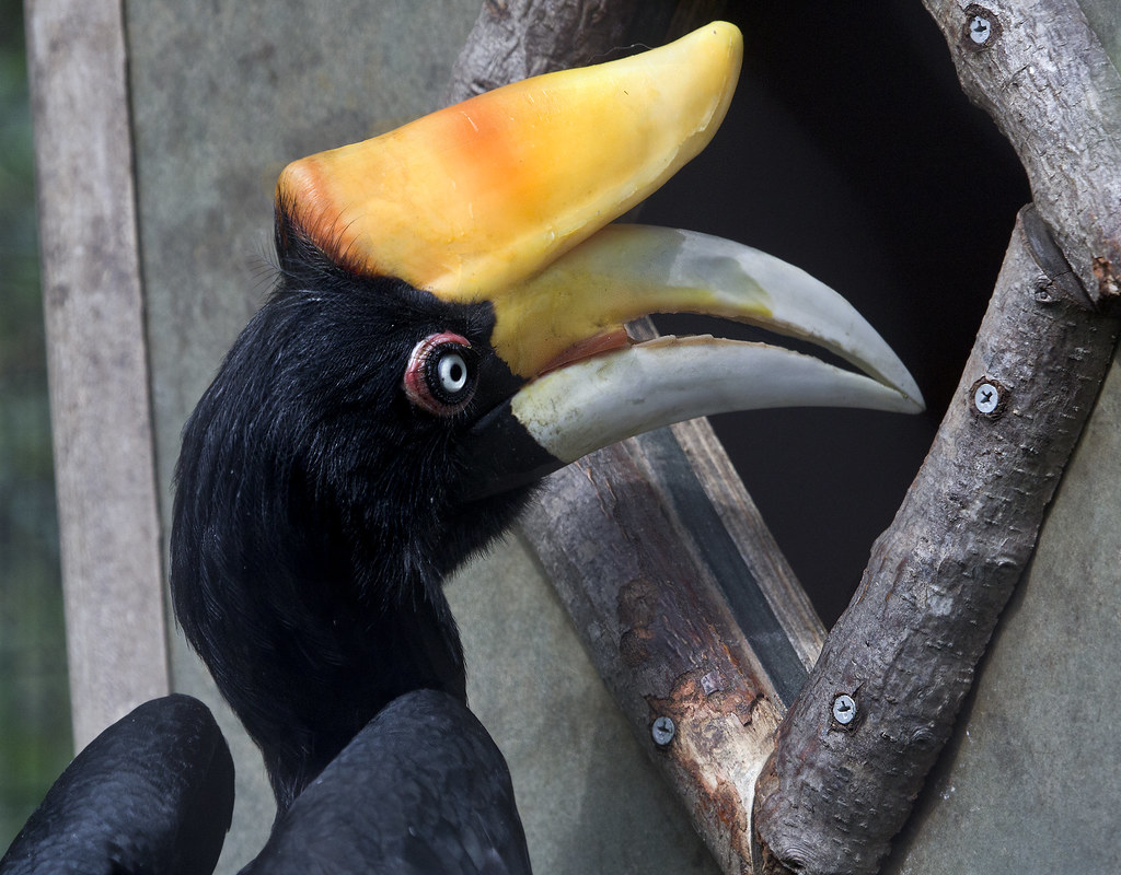 Facts about Hornbill the National bird and pride of Malaysia