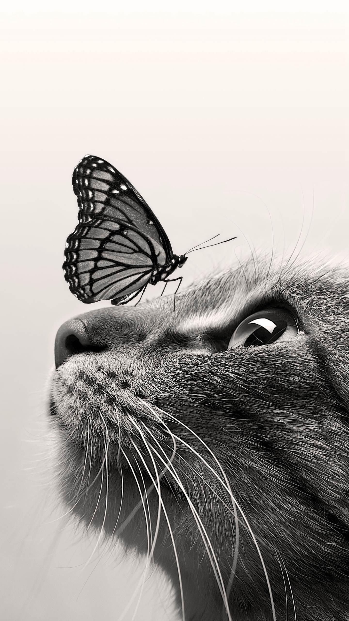 Cat And Butterfly Wallpapers - Wallpaper Cave