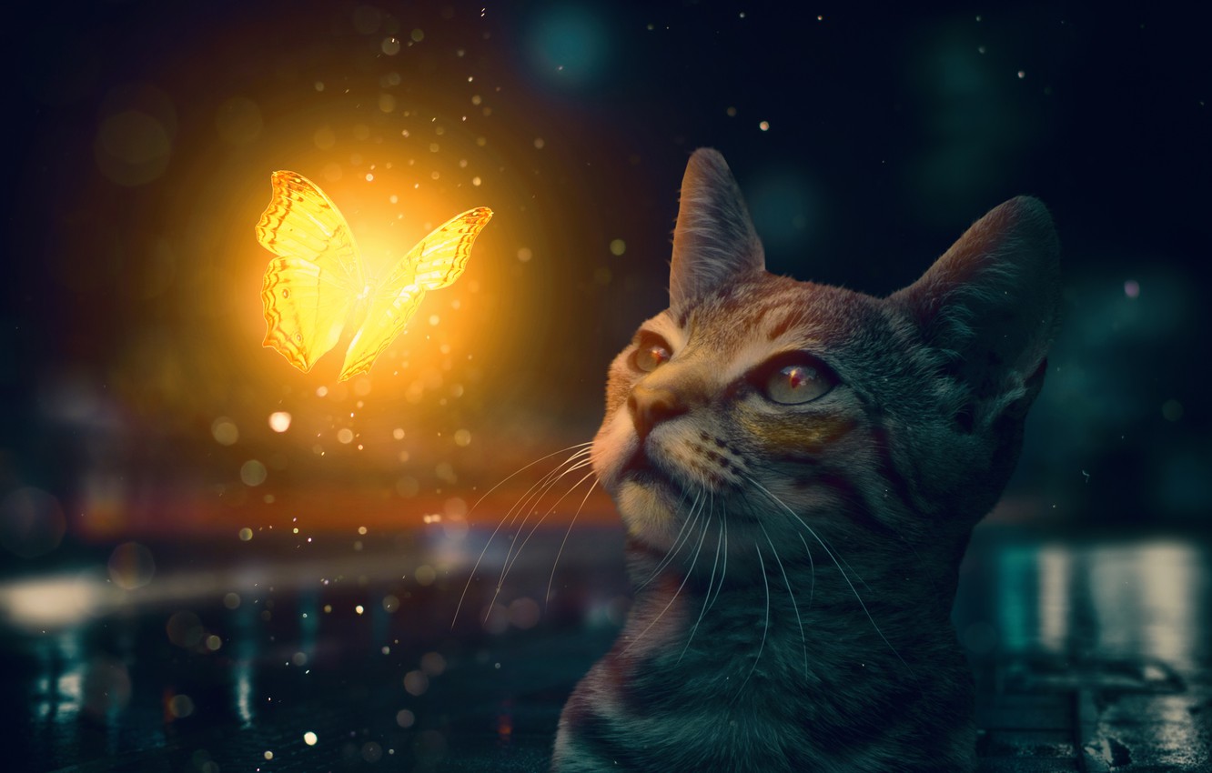 Cat Butterfly Wallpapers - Wallpaper Cave