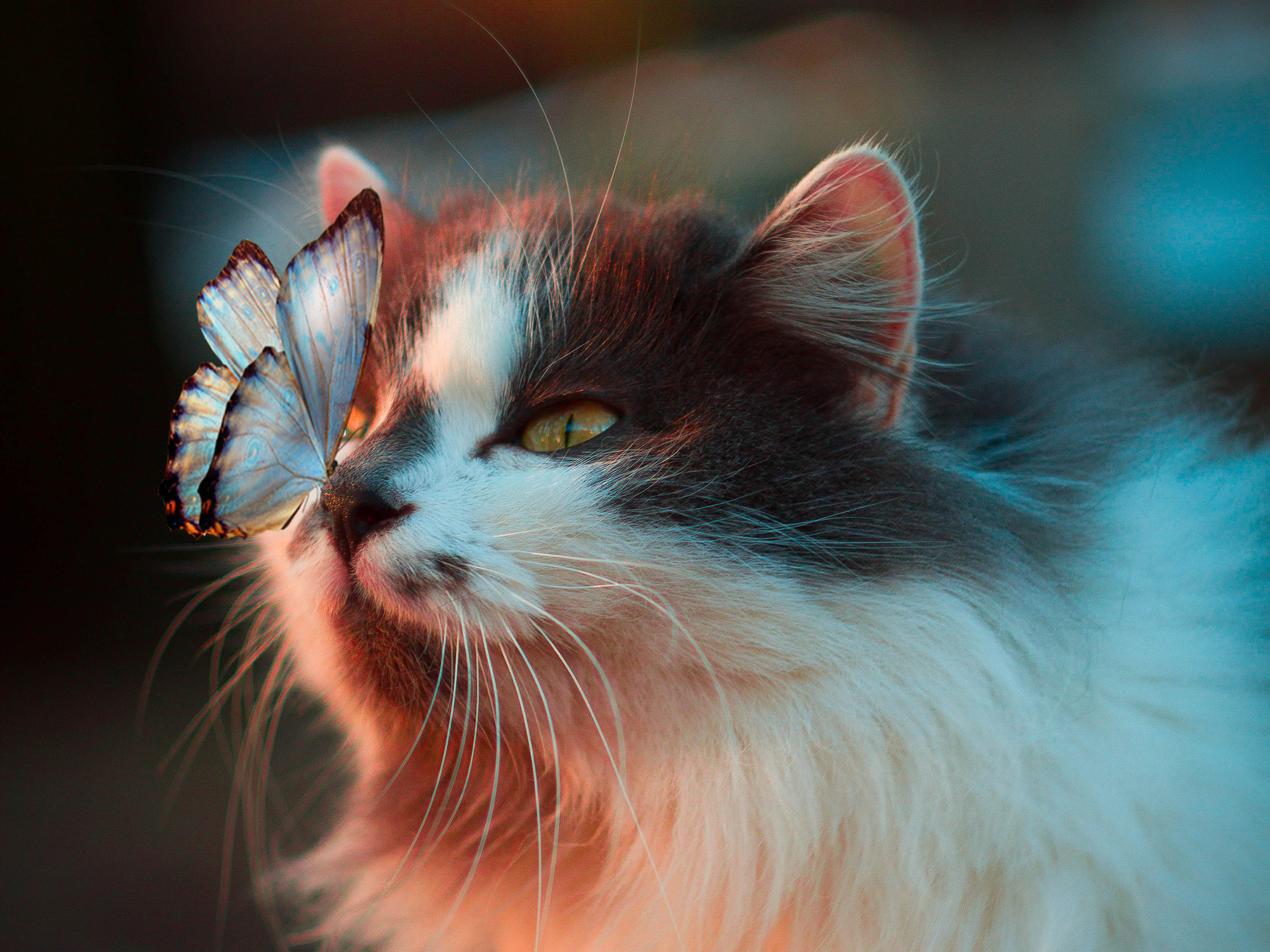 Animal, Cat, Cute, Butterfly wallpaper. Mocah HD Wallpaper