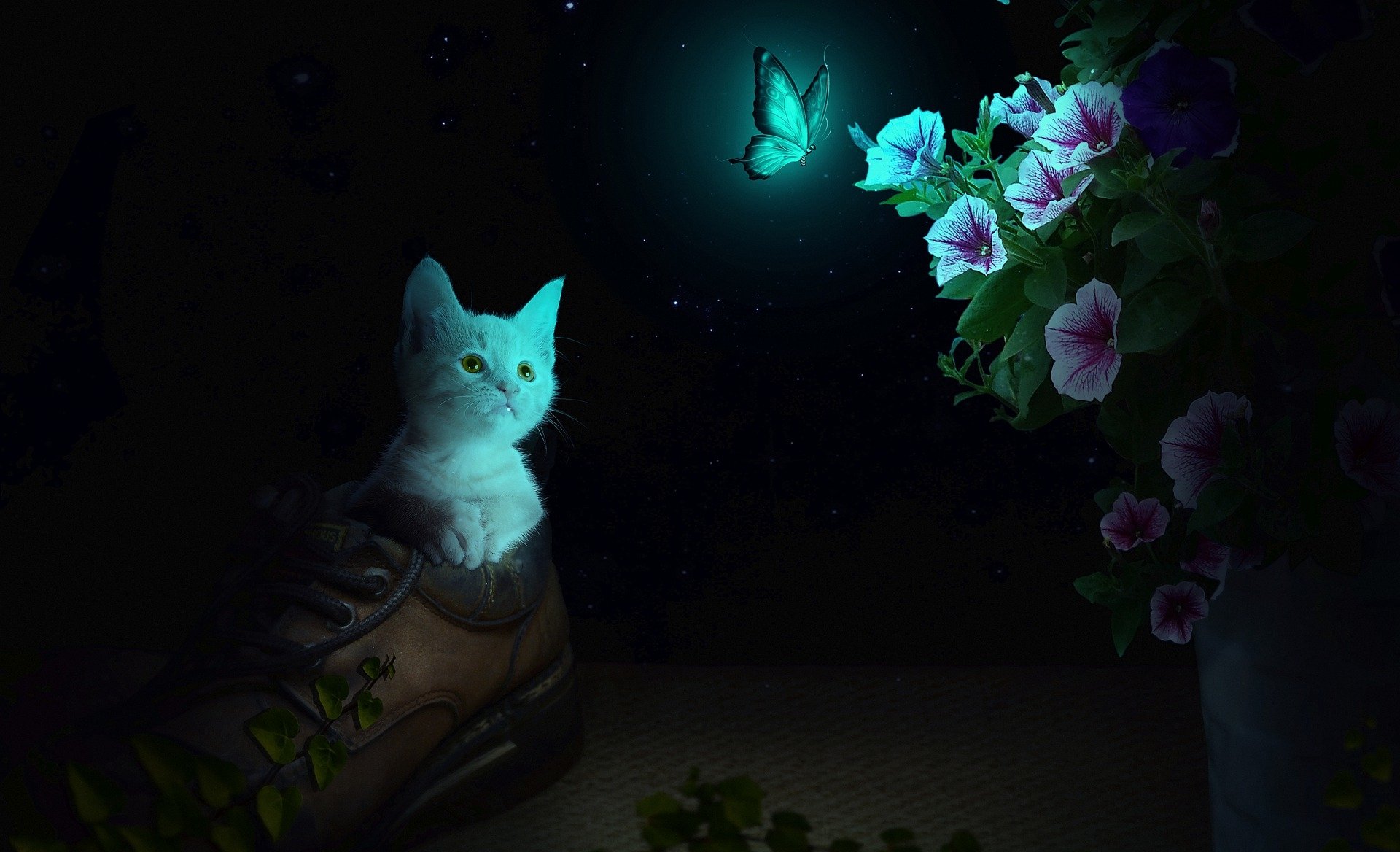 White Cat in a Shoe Watching a Butterfly HD Wallpaper