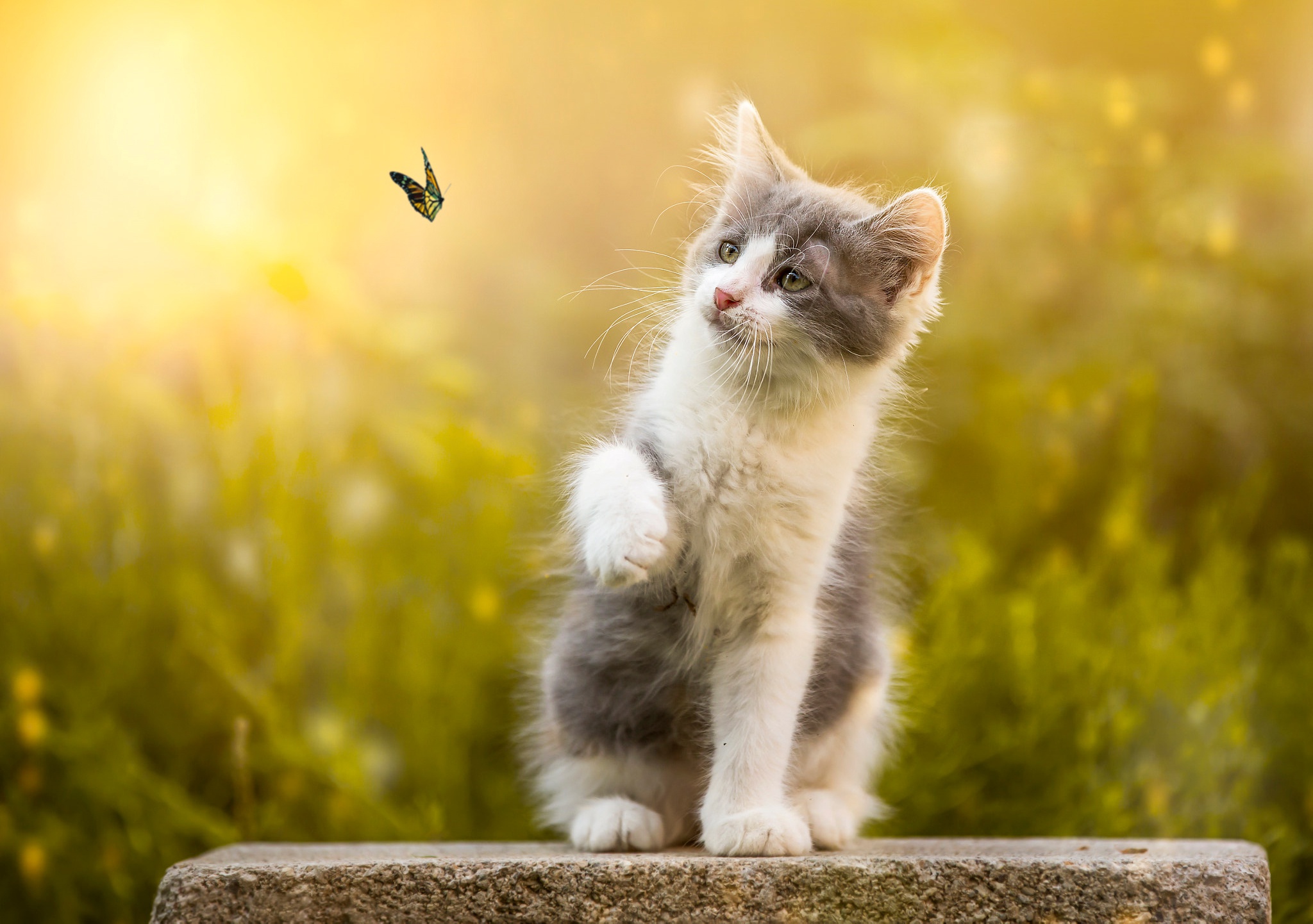 Wallpaper, cat, animals, insect, nature, butterfly 2048x1442