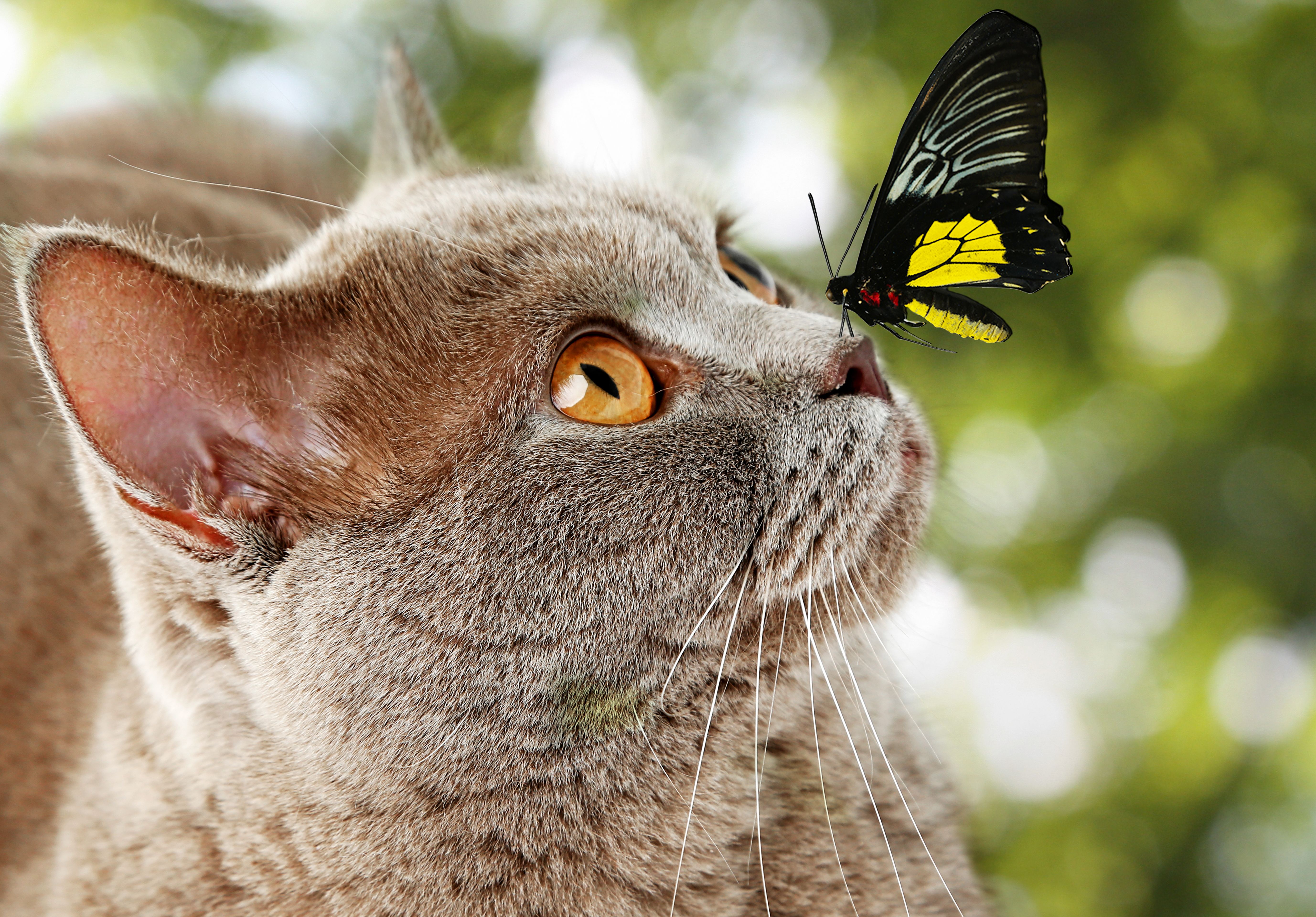 Butterfly Cat Wallpaper:5510x3840
