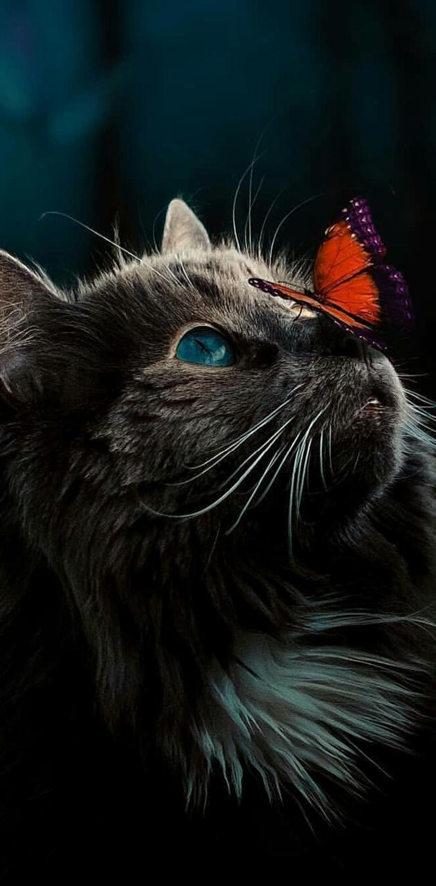 Cat Butterfly Wallpapers - Wallpaper Cave