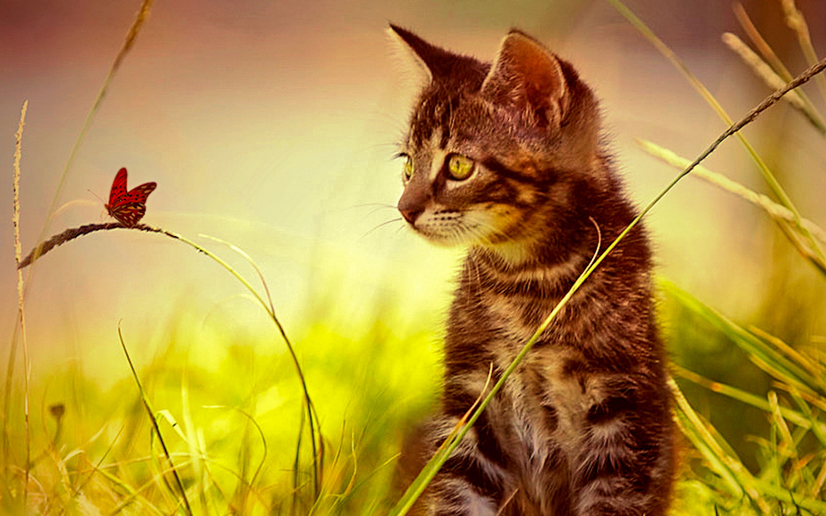 Cat And Butterfly Wallpapers - Wallpaper Cave