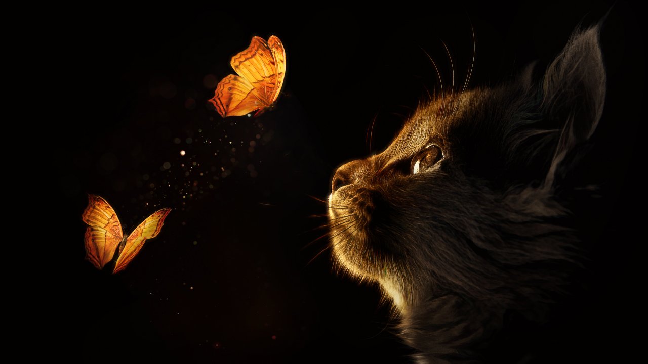 Cat And Butterfly Wallpapers - Wallpaper Cave