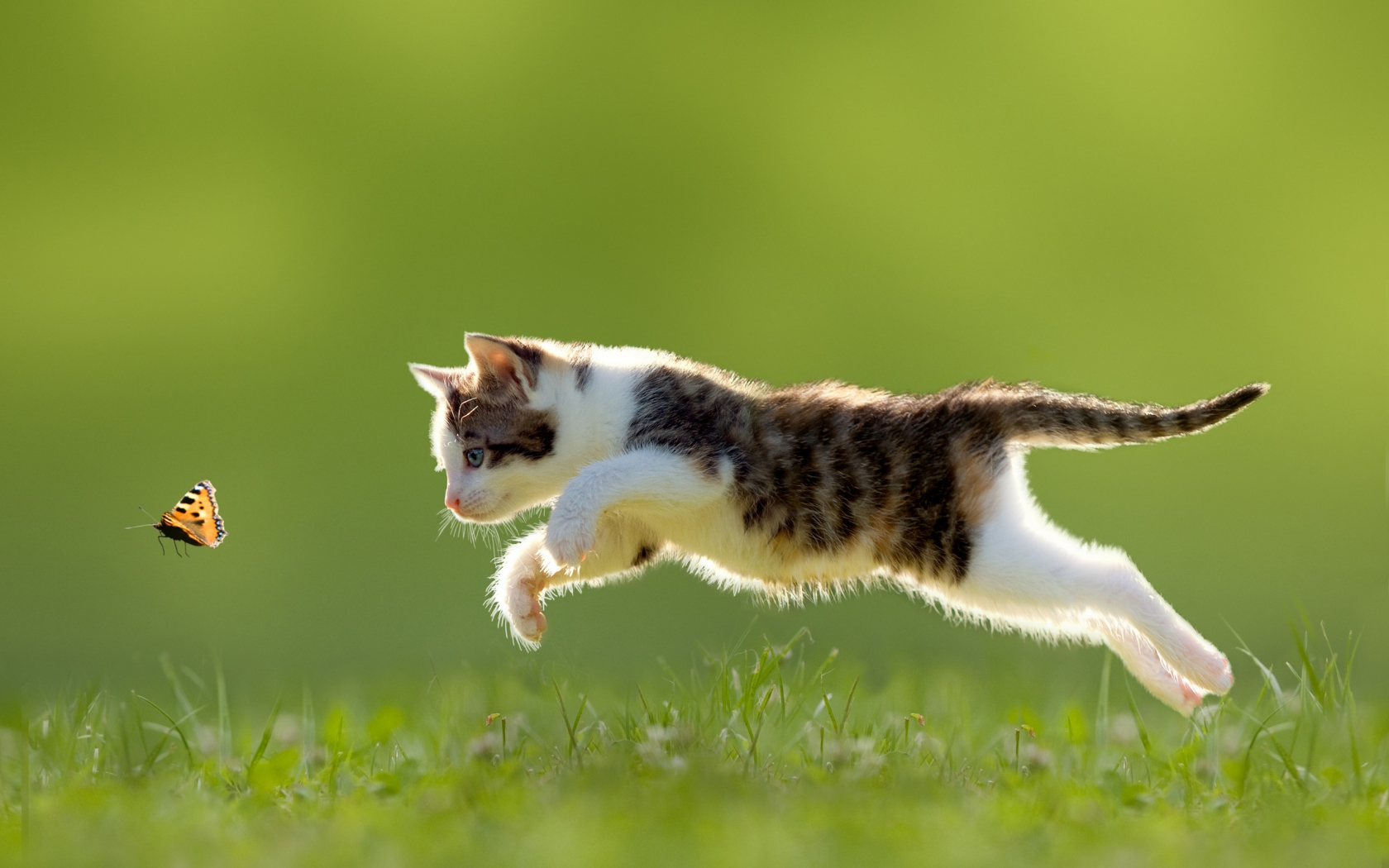Free download Cat Wallpaper butterfly jumping grass HD Wallpaper Ultra HD [2560x1600] for your Desktop, Mobile & Tablet. Explore Cat and Butterfly Wallpaper. Butterfly HD Wallpaper, Free Desktop Wallpaper