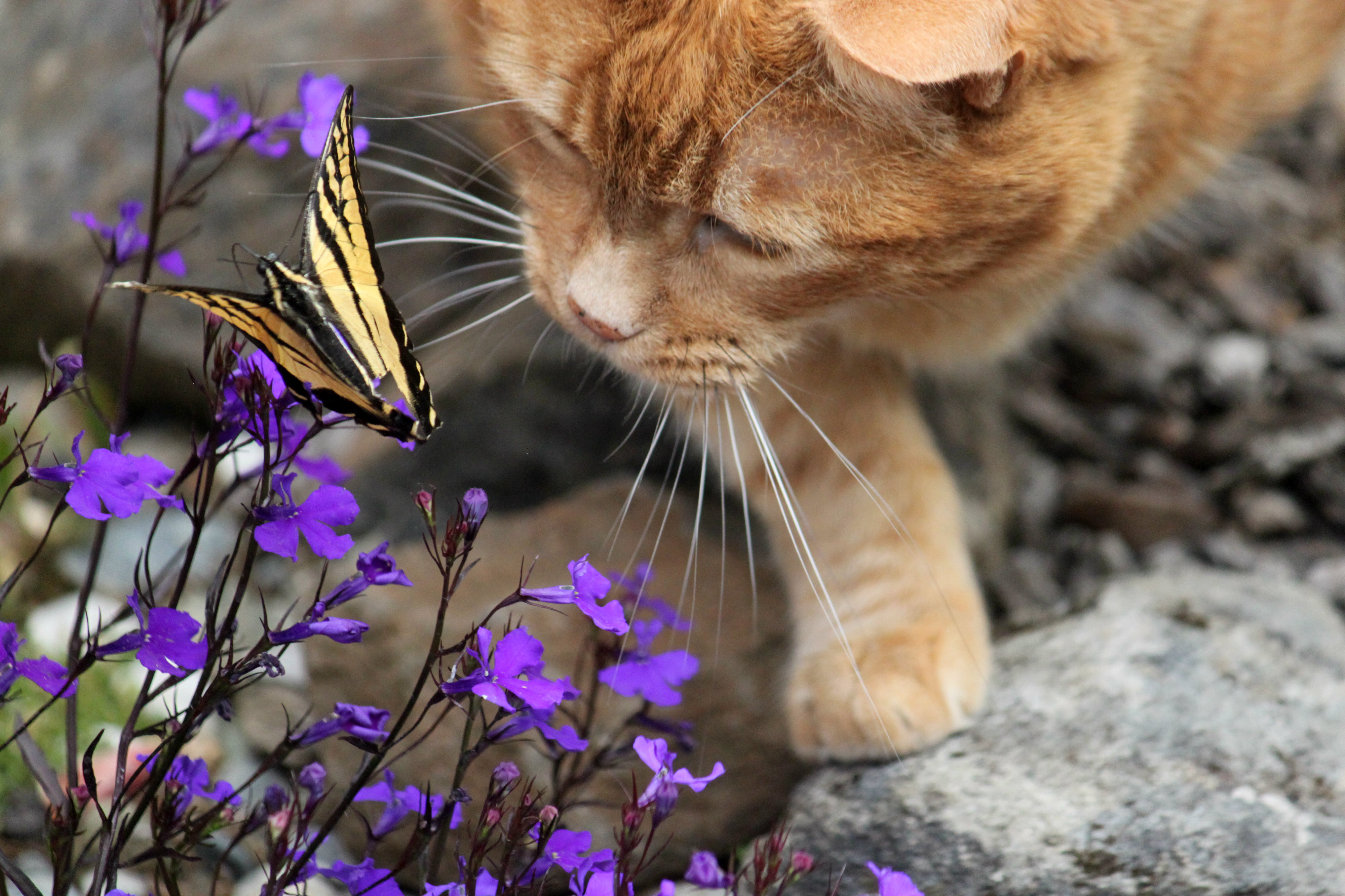 Рыжий кот с бабочкой