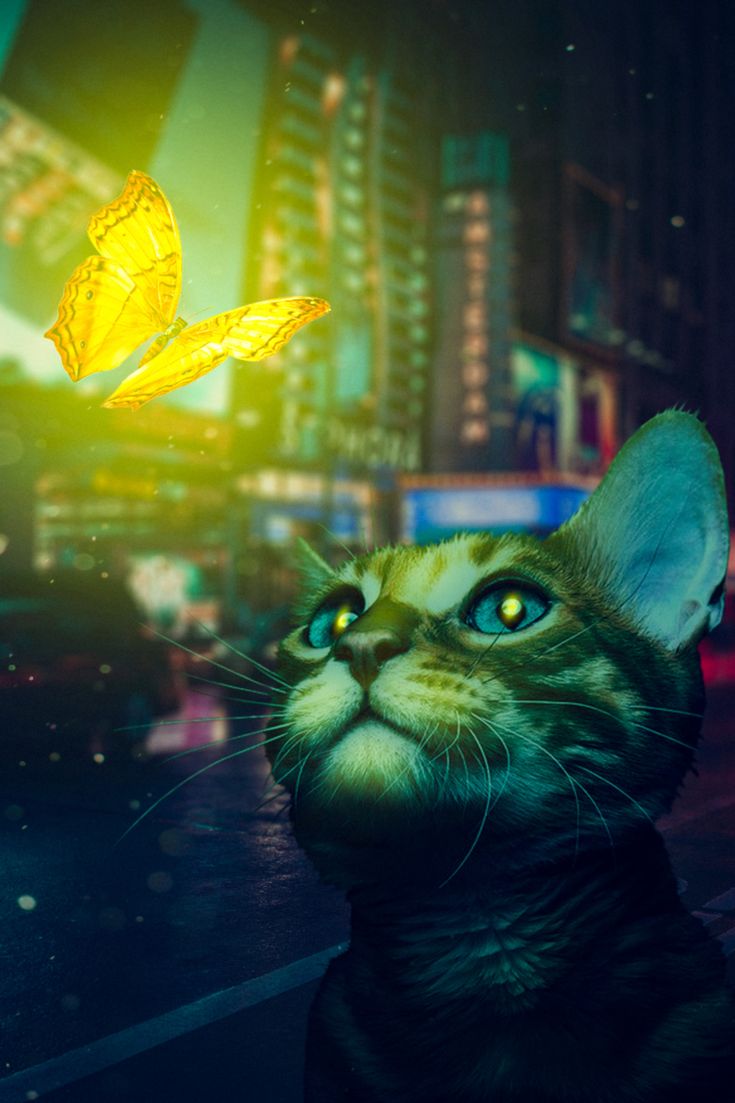 Cat And Butterfly Wallpapers - Wallpaper Cave