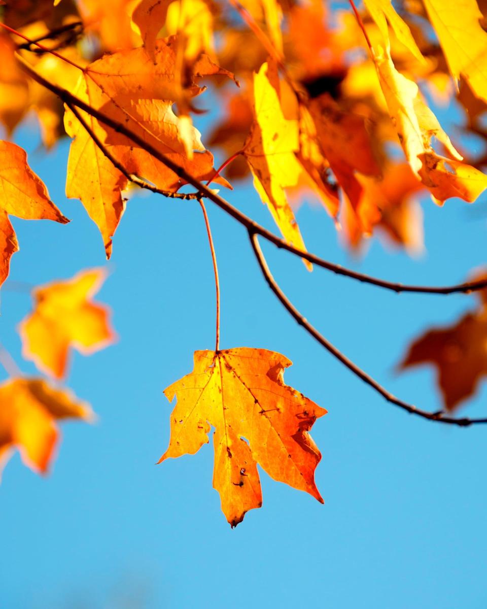 Fall iPhone Wallpaper That'll Instantly Make You Feel Cozy