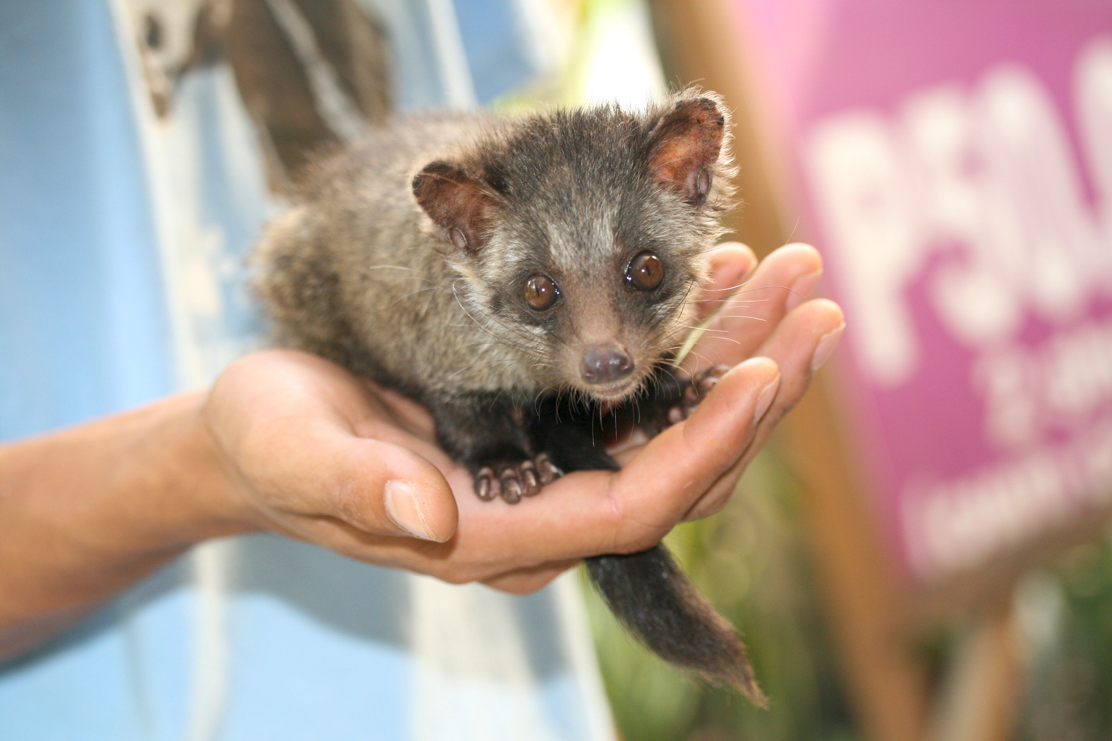 Musang ideas. animals, mammals, animals wild