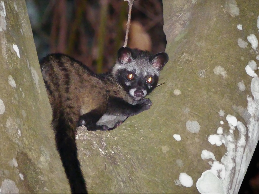 Photos of Common Palm Civet (Paradoxurus hermaphroditus) · iNaturalist
