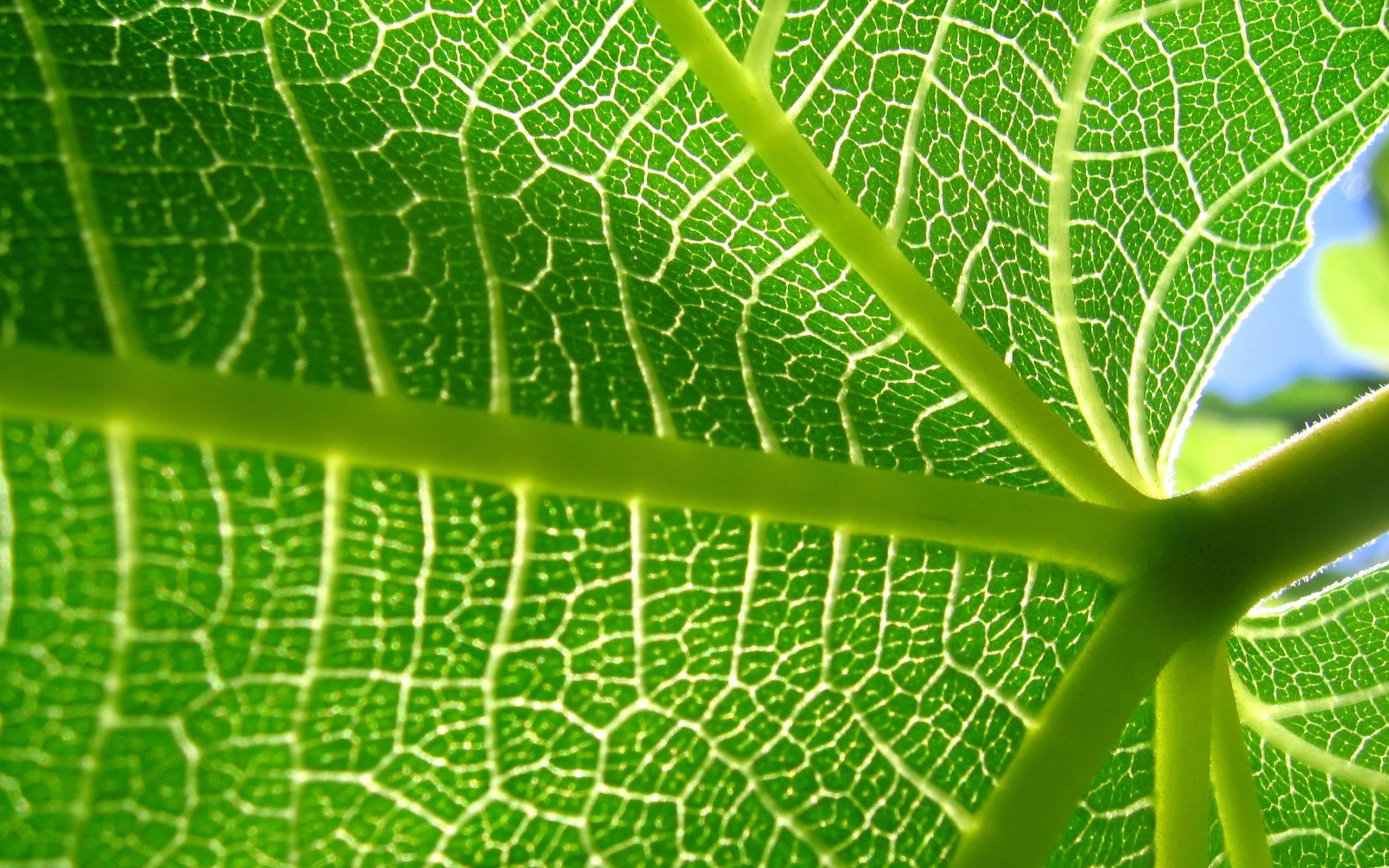 Plant Biology Wallpaper Free Plant Biology Background