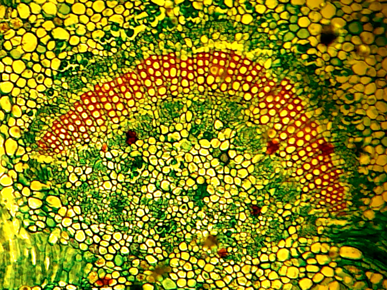 Free download Biology Cell Wallpaper Have part of a plant cell [1600x1200] for your Desktop, Mobile & Tablet. Explore Cell Biology Wallpaper. Science Wallpaper for Desktop, Medical Wallpaper