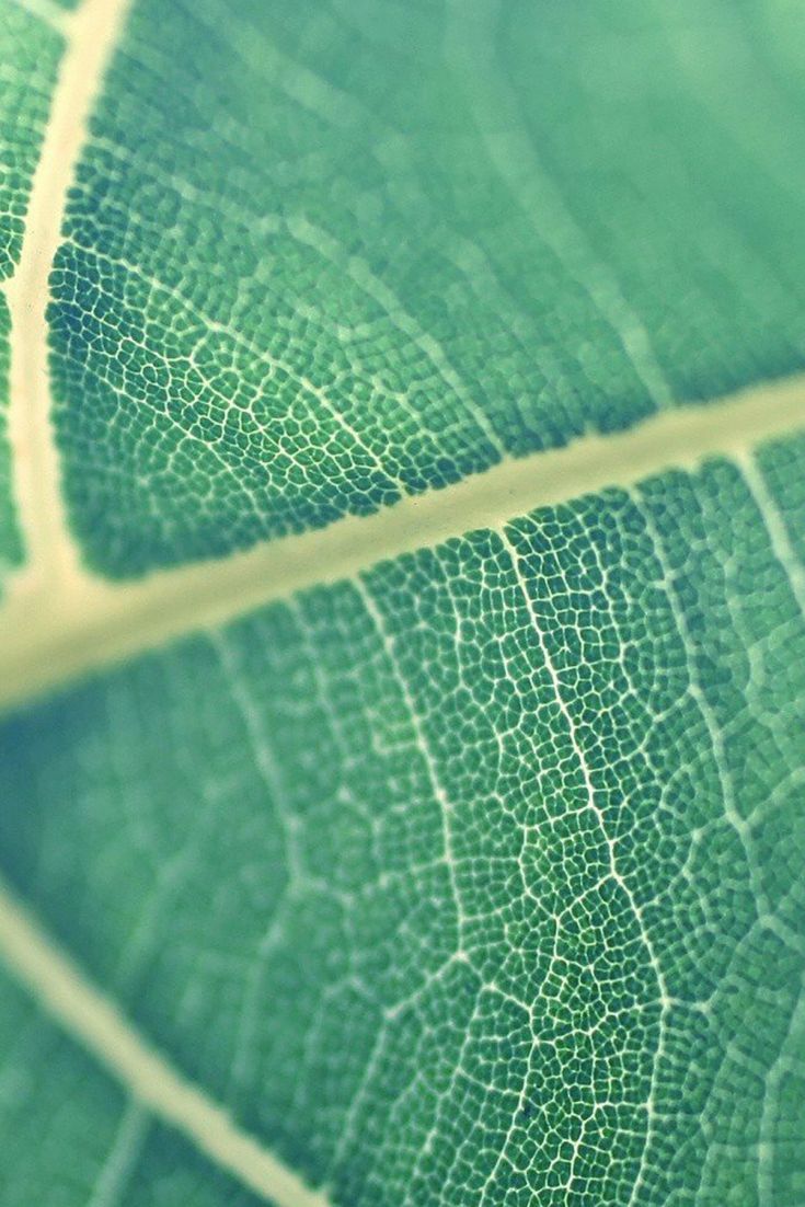 Leaf Cells. Leaves, Plant wallpaper, Wallpaper