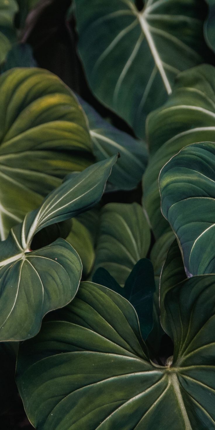 Flora, green leaf, veins, close up, 1080x2160 wallpaper. Plant wallpaper, Green wallpaper, Nature wallpaper