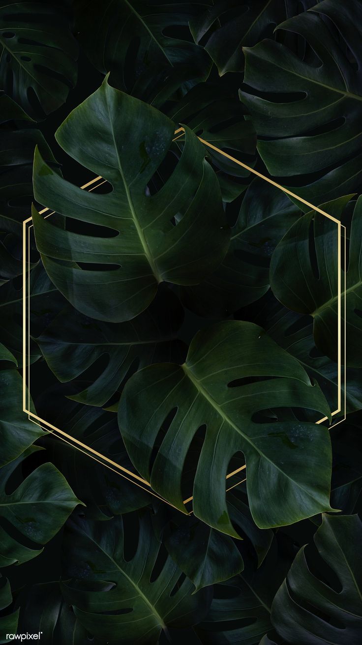 Download premium psd of Hexagon golden frame on a tropical background. Tropical background, Background phone wallpaper, Phone wallpaper image