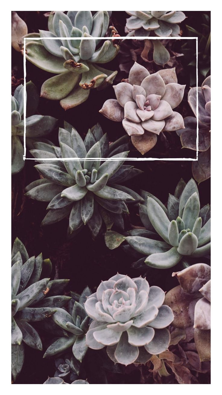 Blumen. Succulents wallpaper, Plant wallpaper, Flower phone wallpaper