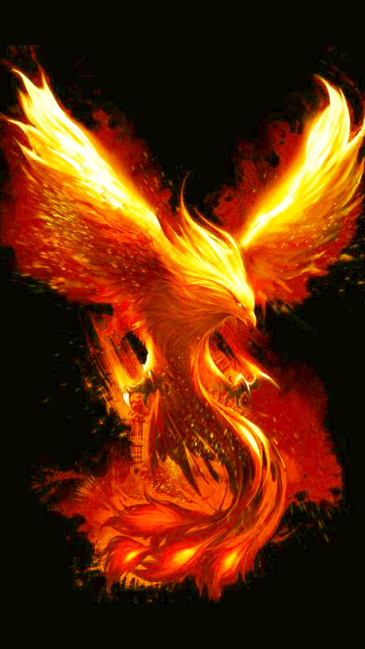 phoenix bird. Phoenix bird art, Phoenix artwork, Phoenix wallpaper