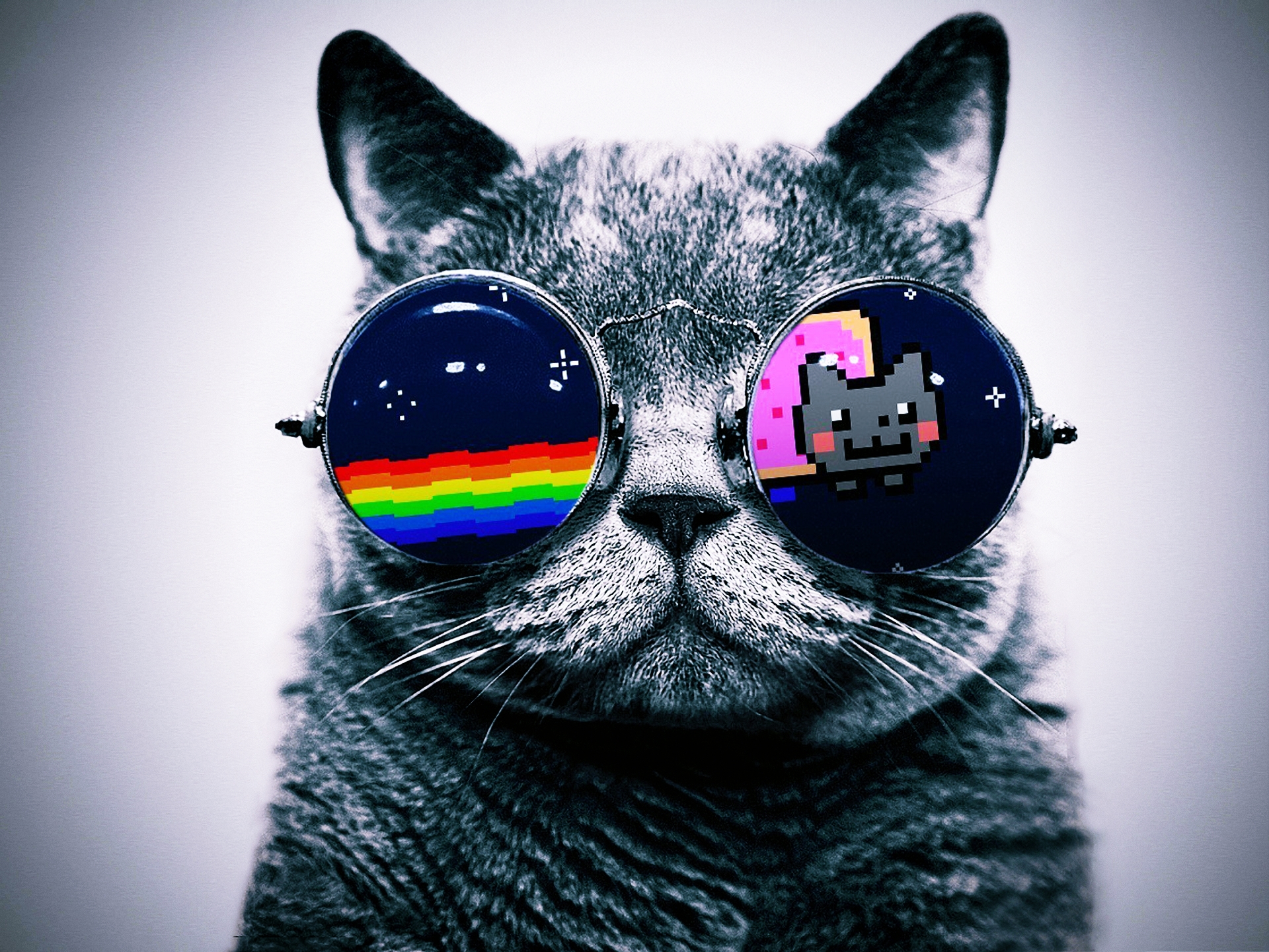 Free download Cat with glasses Hello Kitty wallpaper and image wallpaper [1920x1440] for your Desktop, Mobile & Tablet. Explore Cool Cat With Glasses Wallpaper. Cute Cat Wallpaper for Desktop