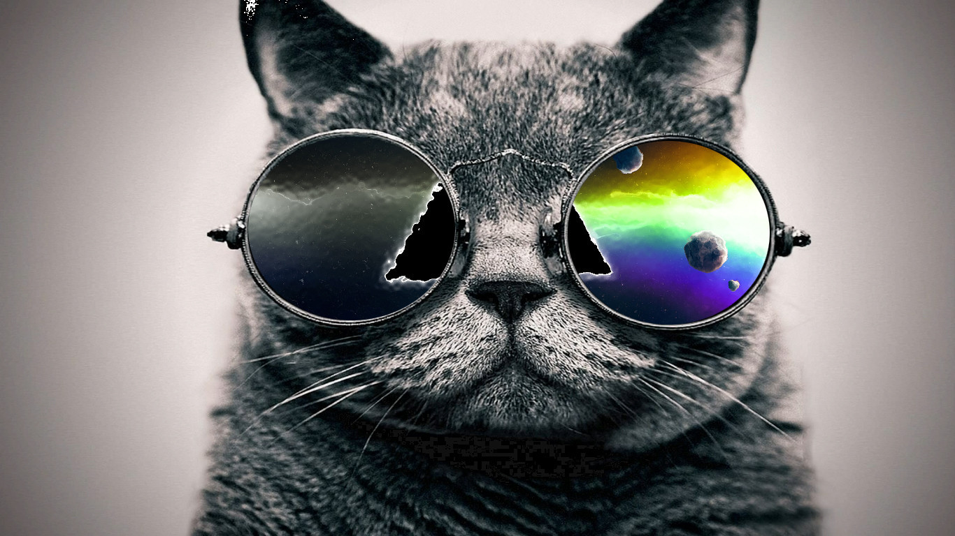 Cat with Sunglasses Wallpaper