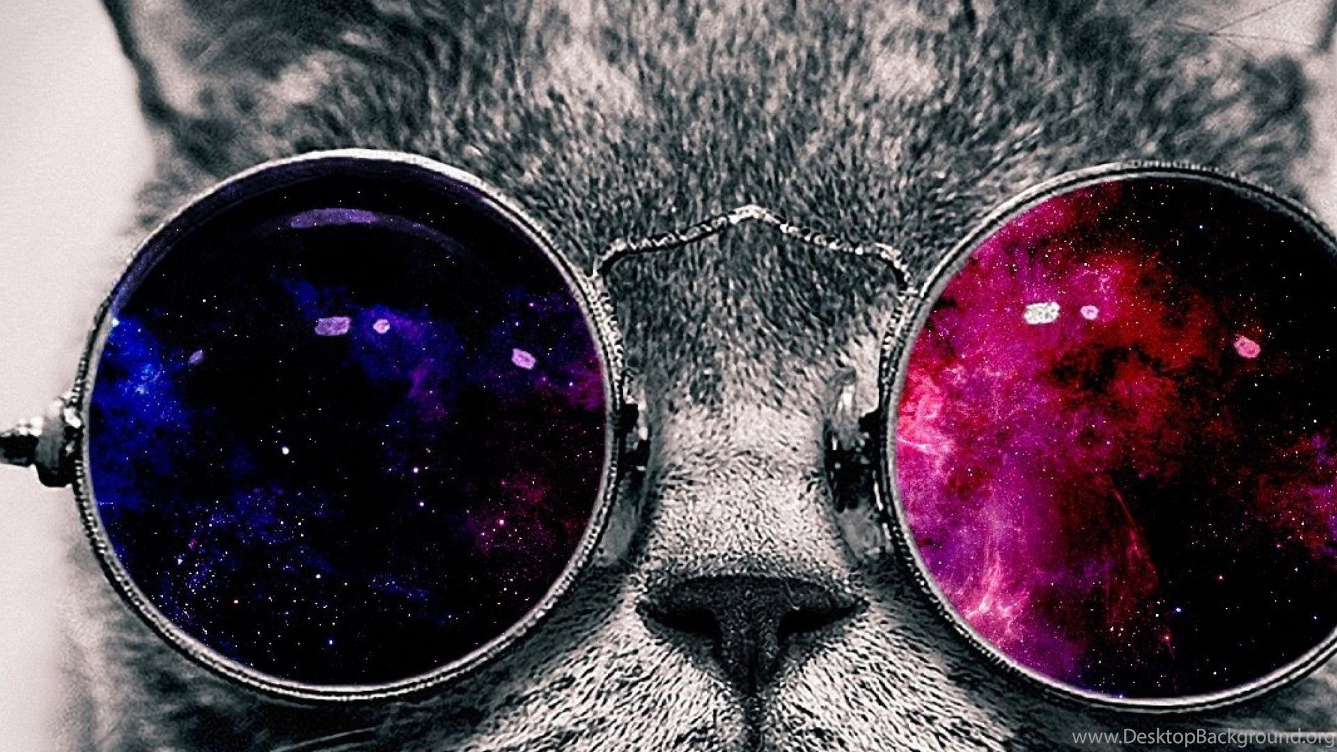 Cat With Sunglasses Wallpapers - Wallpaper Cave