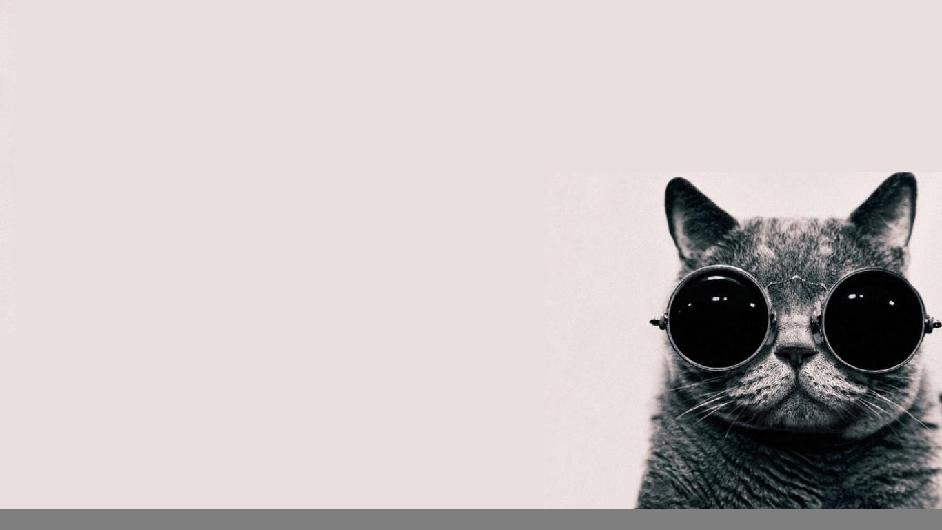 Cat With Sunglasses Wallpaper