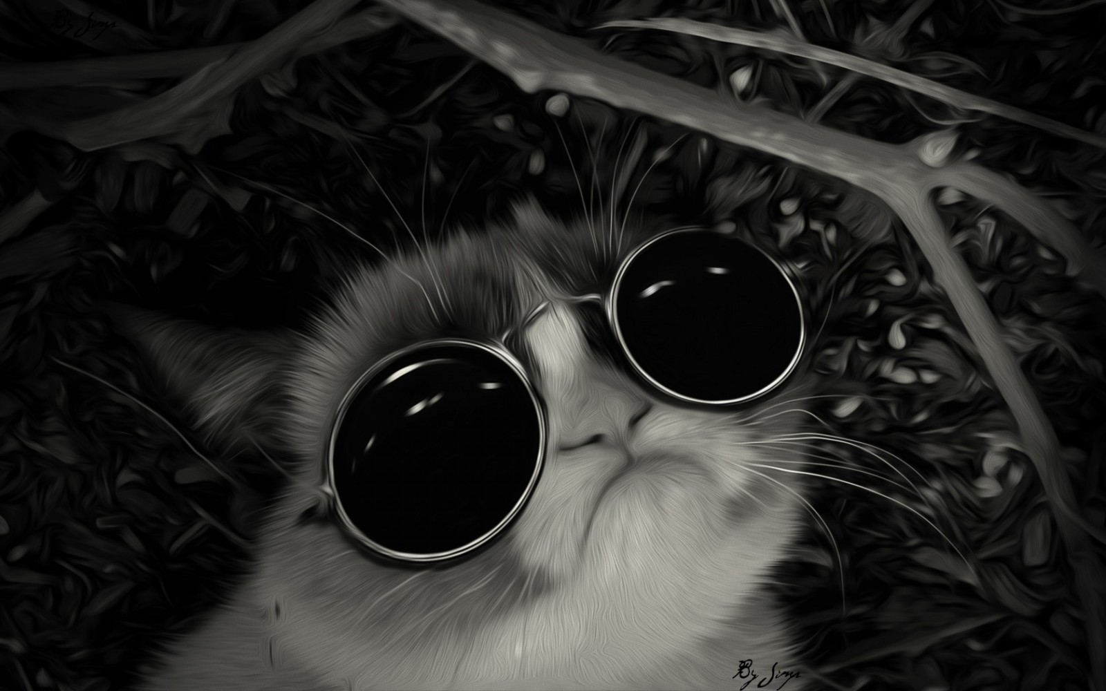 Grumpy cat HD wallpaper, Background