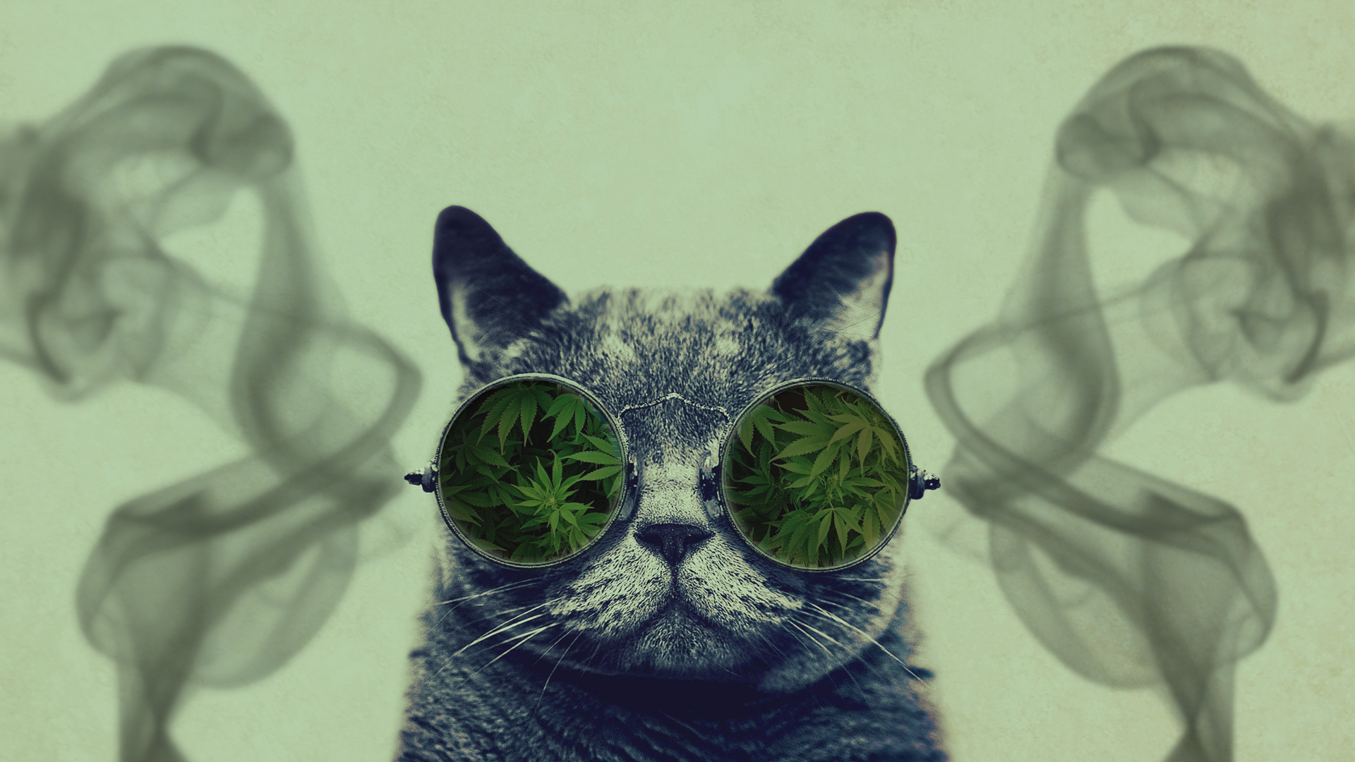 Funny Cat With Big Glasses HD Wallpaperx1080