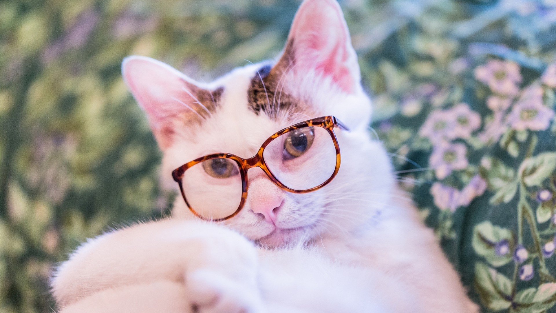 Cat with Glasses Wallpaper