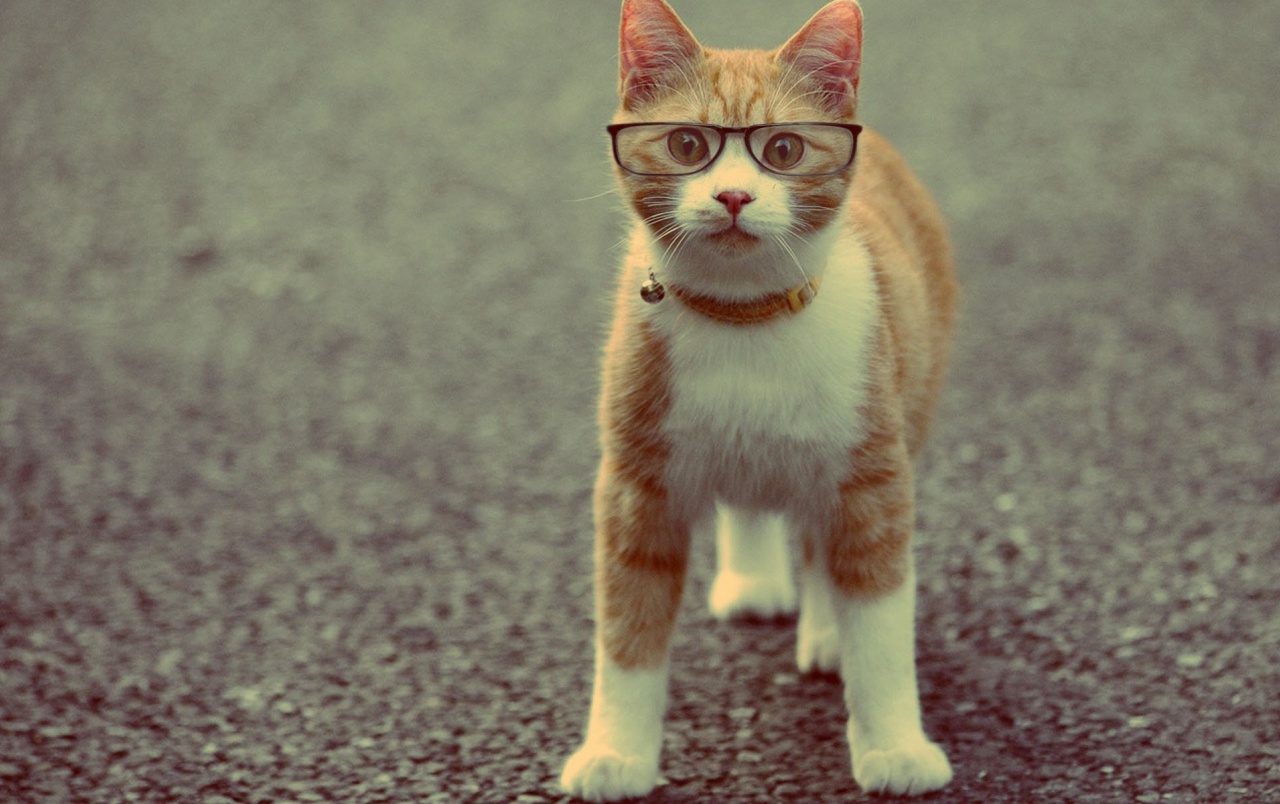Cat Wearing Glasses wallpaper. Cat Wearing Glasses