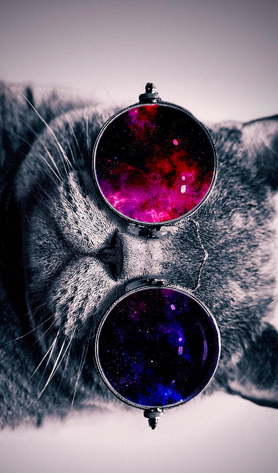 Animals With Glasses Wallpaper