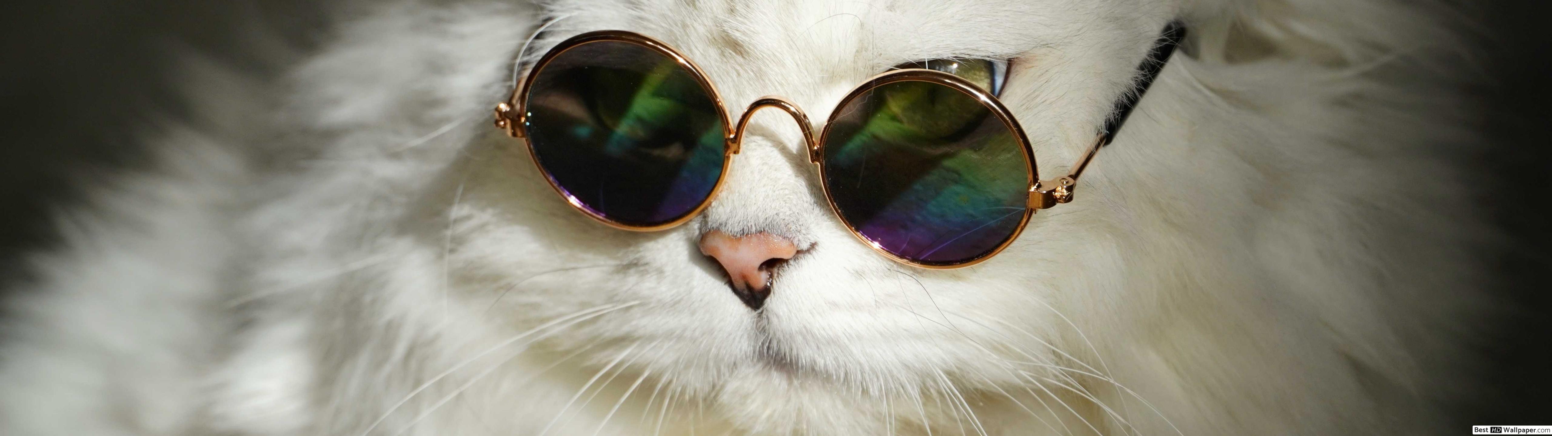 Cool white cat with round sunglasses HD wallpaper download