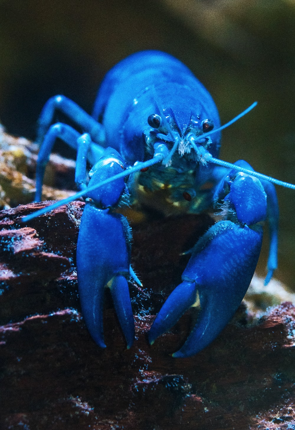 Crayfish Picture. Download Free Image