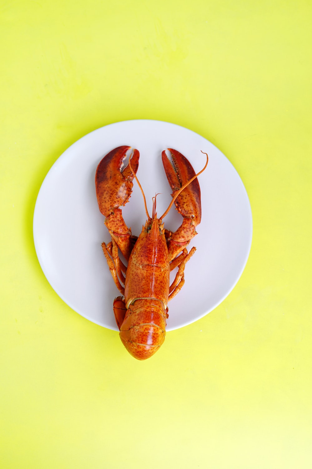 Lobster Picture. Download Free Image