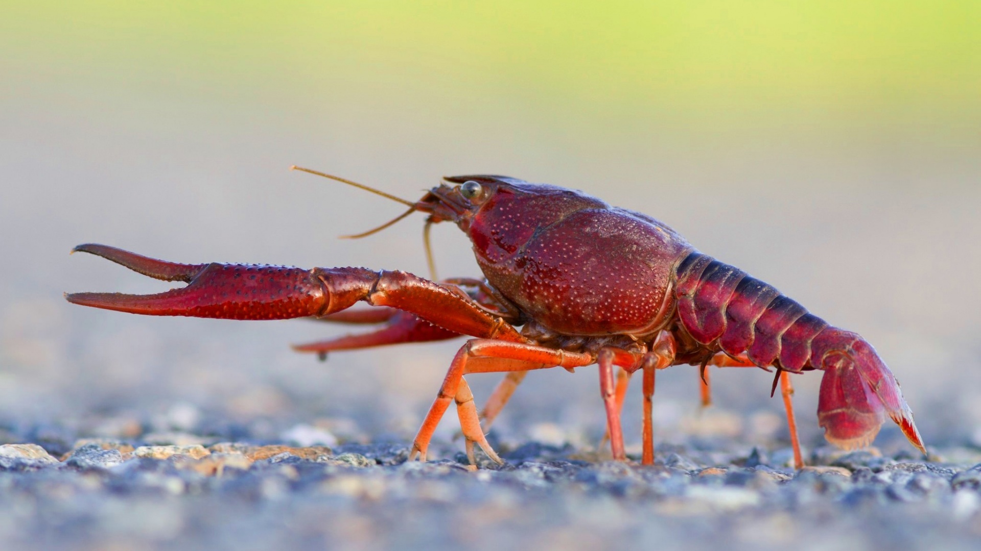 Cute Crayfish Wallpaper